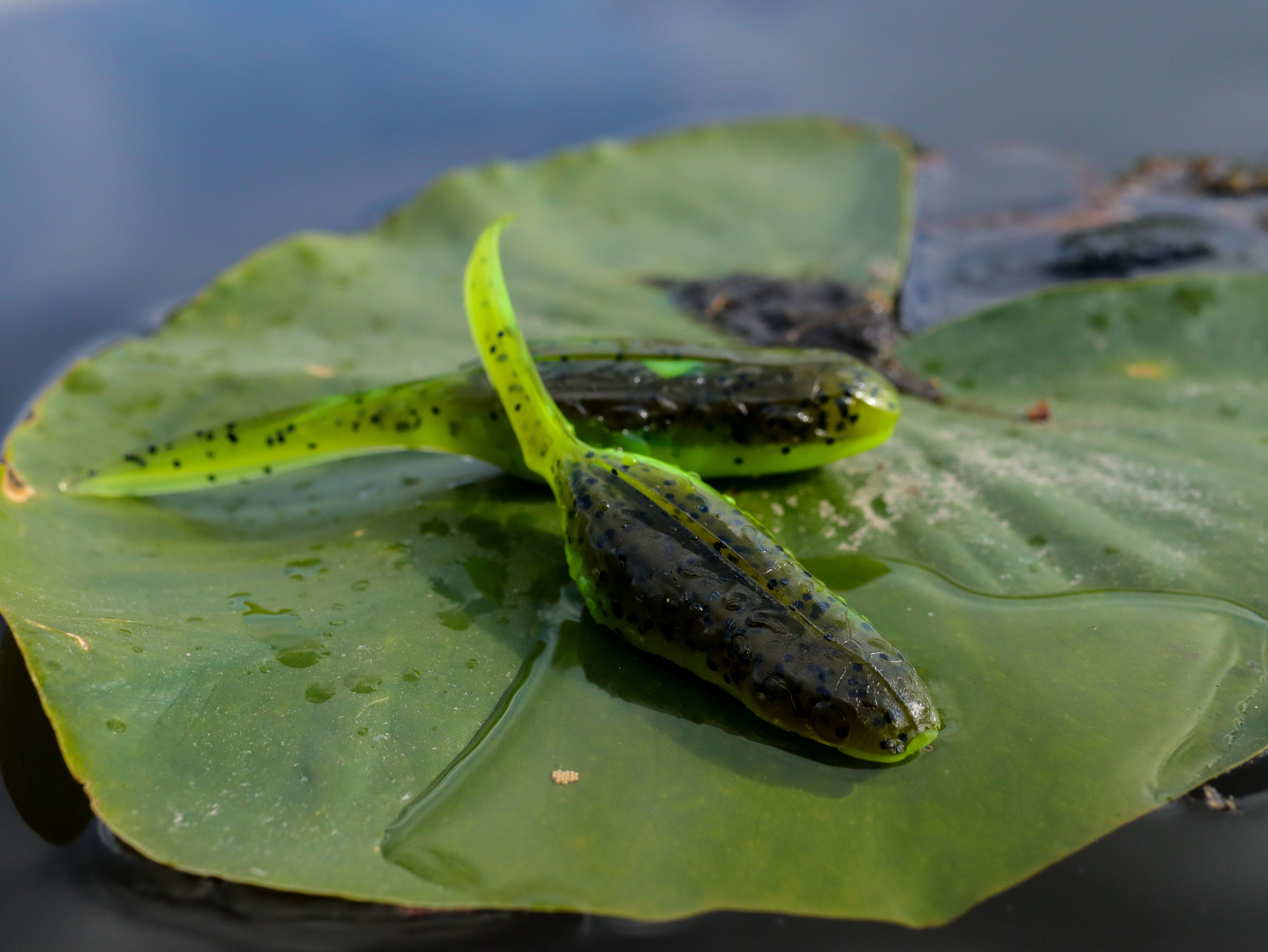 Froglet – One Objective