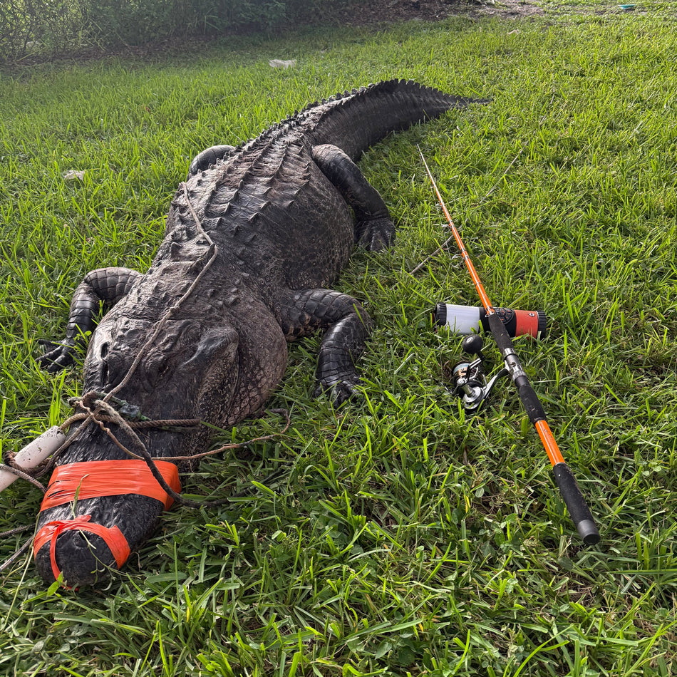 Tournament Series Spinning Rod